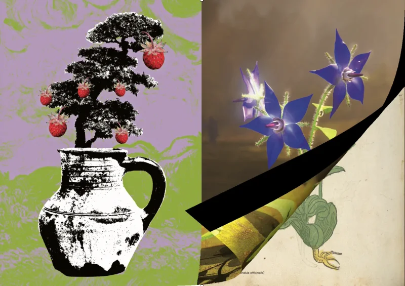 Doppelseite: links eine Collage mit Walderdbeeren in Violett und Gr&uuml;n, rechts eine Nahaufnahme blauer Borretschbl&uuml;ten
