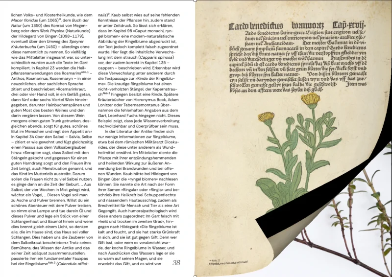 Doppelseite: links Flie&szlig;text zur historischen Pflanzenkunde, rechts ein Faksimile der Buchseite &raquo;Cardo benedictus&laquo;